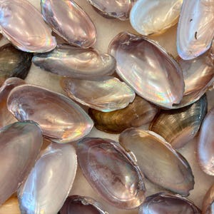 May include: A collection of iridescent mussel shells in shades of brown, pink, and cream. The shells have a smooth, pearlescent finish and vary in size and shape. The shells are scattered, creating a natural, organic display.