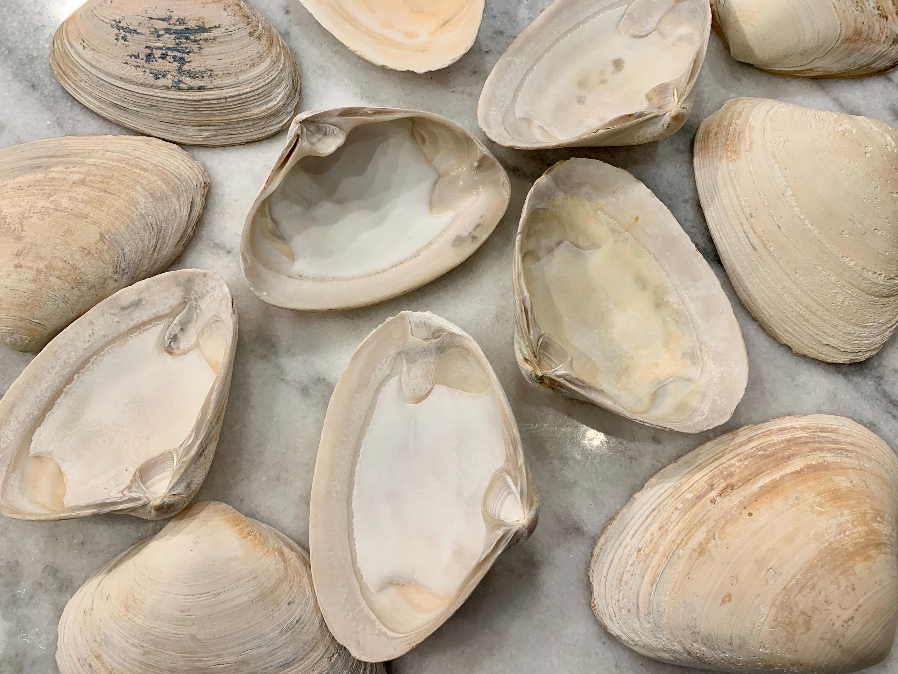 XL Clam Shells 4-7”, Set of 4/10 Atlantic Clams, Clean Bulk Decoupage ...