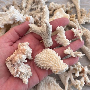May include: A collection of natural white coral fragments featuring porous, branch-like structures and varied textures. The pieces exhibit organic shapes with some showing light tan or beige discoloration, displaying intricate skeletal details.