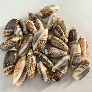 May include: A collection of various seashells, showcasing a range of sizes and shapes. The shells display a mix of colors, including beige, brown, and white, with intricate patterns. Some shells are open, revealing their inner structure.