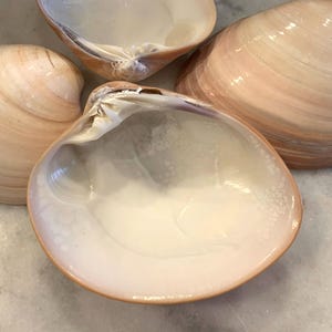 May include: Four seashells with a pearlescent sheen. The shells are a mix of cream and light brown, with a smooth, textured surface. The shells are open, revealing a glossy white interior. The shells are arranged on a light-colored surface.