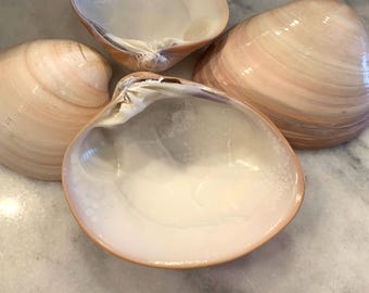 May include: Four seashells with a pearlescent sheen. The shells are a mix of cream and light brown, with a smooth, textured surface. The shells are open, revealing a glossy white interior. The shells are arranged on a light-colored surface.