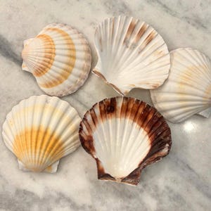 May include: A collection of five scallop shells arranged in a group. The shells feature ribbed textures and varying color patterns, including shades of white, cream, soft yellow, and deep brown, with some shells showing smooth interiors.