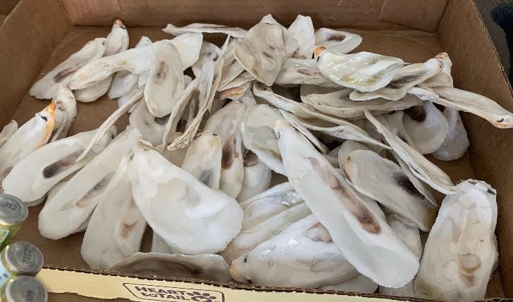 Flat narrow bulk Oyster shells,  Clean oyster shells for Decoupage craft, Beach pineapple craft, oyster trees, coastal decor