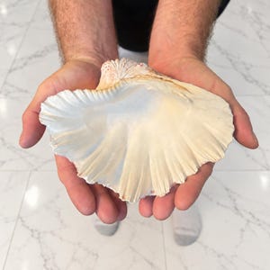 May include: A large, open seashell with a smooth, creamy white interior and a textured, fan-shaped exterior featuring delicate ridges and subtle pinkish-orange hues near the hinge, showcasing a natural, organic form with a wide, scalloped edge.