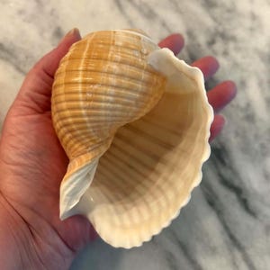 May include: A large, tan seashell with a ridged exterior and a smooth, off-white interior. The shell is held in a hand, showcasing its size and natural beauty. The shell's opening reveals a delicate, scalloped edge.
