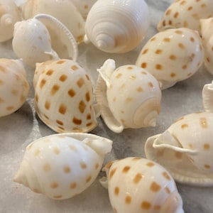 Scotch Bonnet 1.5-3", Set of 10 or 20
