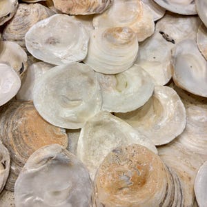 May include: A collection of numerous oyster shells, showcasing a variety of textures and colors ranging from creamy white and pearlescent interiors to weathered, tan, and brown exteriors. The shells are layered together, displaying their natural shapes.