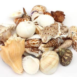 May include: A collection of various seashells in assorted shapes, sizes, and textures. The assortment includes smooth white spherical shells, tan conch shells, brown spiral shells, and patterned bivalves with intricate ridges and spotted markings.