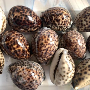 May include: A collection of various seashells, including cowrie shells, with a glossy, speckled pattern in shades of brown and tan. Some shells are open, revealing their white interiors. The shells are arranged closely together.