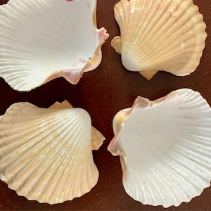 May include: Four scallop seashells with white and tan coloring. The shells have a fan-like ribbed texture and are arranged on a brown surface. The shells have a natural, organic appearance.