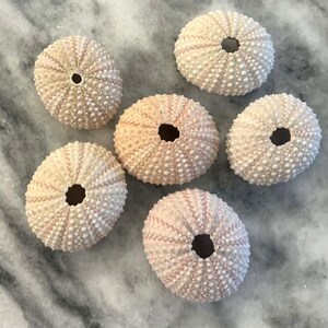 Pink Urchins 1.25 - 1.75 inches, Singles or Set of 3