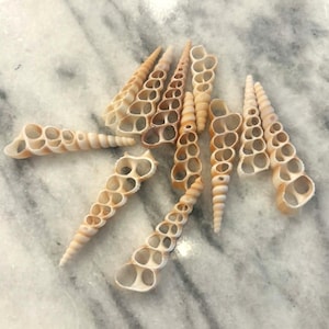 May include: A collection of various seashells with a light beige color and intricate, open-hole patterns. The shells are arranged on a marble surface, showcasing their unique shapes and textures. These decorative shells are perfect for coastal decor.