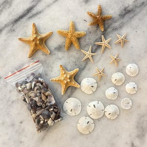 May include: A collection of natural seashells, starfish, and sand dollars. The starfish vary in size and color, ranging from light tan to a darker brown. A clear plastic bag contains a variety of small seashells. The sand dollars are white and circular.