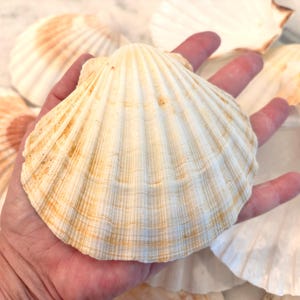 May include: A collection of natural scallop shells featuring a fan-shaped design with prominent radial ridges. The shells are primarily off-white with subtle, warm orange and tan striations radiating from the hinge toward the scalloped edge.