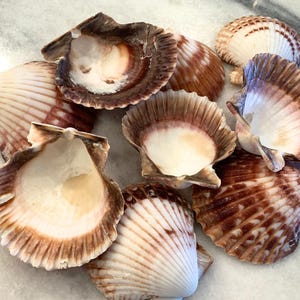 May include: A collection of scallop shells with a mix of colors, including white, brown, and tan. The shells have a ribbed texture and are open, revealing the inner surface. The shells are arranged on a light-colored surface.