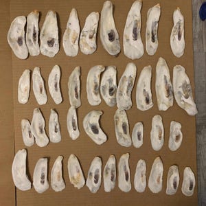 May include: A collection of 38 oyster shells, all different sizes and shapes, with a natural white and cream color. The shells are arranged in rows on a brown surface.