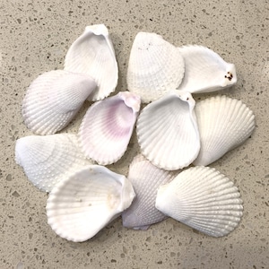 2-5 inch Lima Lima Shells, Sets of 4/10 bulk seashells, Wholesale Decoupage Sea Shells for Crafts