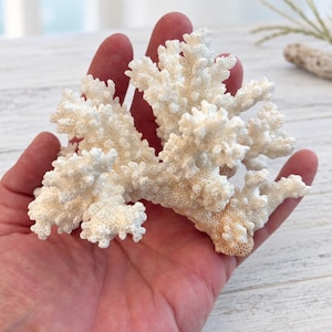 May include: A natural white coral specimen featuring a complex, branching structure with a porous, textured surface. The coral displays multiple delicate, twig-like protrusions extending from a central base, showcasing a stark, bright white coloration.