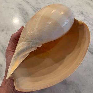 7 inch Baler Melon shell, Large Seashell for arts & coastal crafts and home decor