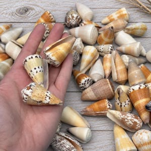 May include: A collection of cone shells featuring various patterns and shades of tan, brown, cream, and white. The shells have a distinct conical shape with pointed ends and smooth, tapered surfaces, displaying natural markings including spots and stripes.