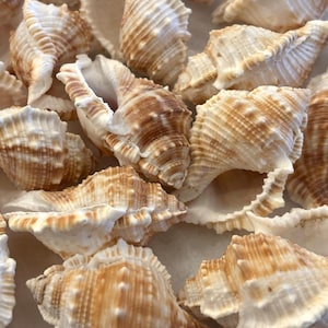 May include: A collection of seashells with a natural, textured appearance. The shells display a mix of creamy white and warm brown hues, with intricate ridges and patterns. The image showcases the variety in shape and size of the seashells.