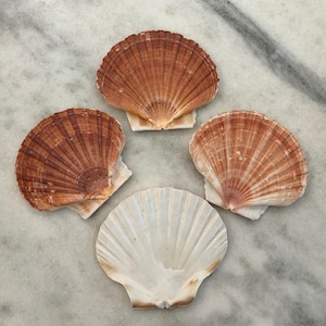 May include: Four scallop shells arranged on a marble surface. Three shells are a warm brown color with radial ridges, while the fourth is white. The shells are open, showcasing their natural textures and patterns.
