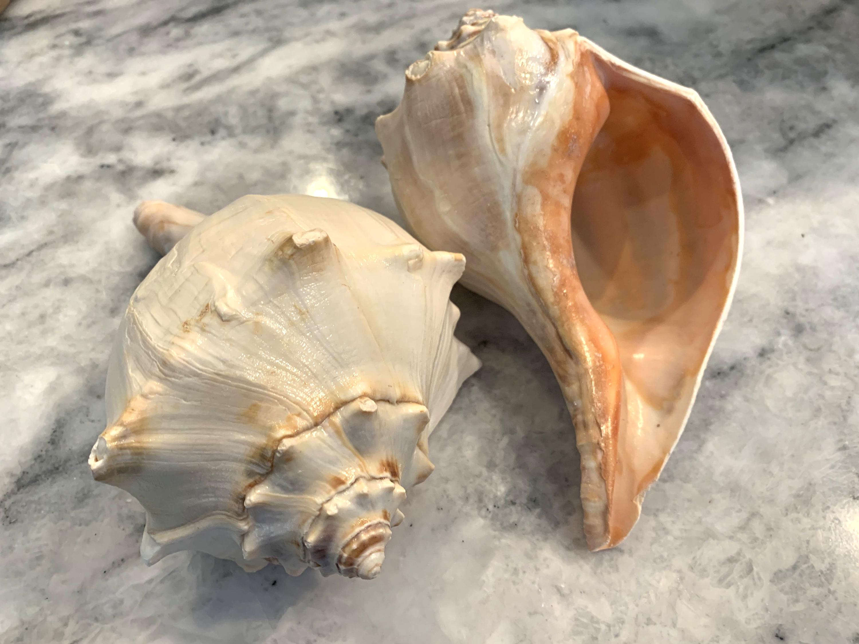 Whirlpool Shell Whelk Shell Aprx 6.5-7