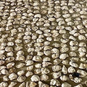 Bulk Oyster shells, 20, 50 or 100, Bleached & Clean oyster shells for crafts, Cups, flat, mixed, drilled Option