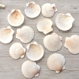 May include: A collection of twelve off-white scallop shells arranged in a scattered pattern. Each shell features a fan-shaped design with distinct radial ridges and a smooth, curved edge. The shells vary slightly in size and shade, displaying natural textures.