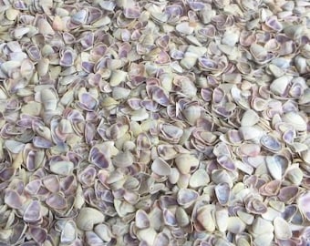Coquina / Donax Clam Shells .5 to .75 inches, Sold by the Cup, Bulk seashells Coastal Crafting Supply
