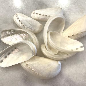 May include: A collection of seven off-white abalone shells with iridescent interiors and a row of small, circular holes along the curved edge. The shells have a smooth, polished appearance and are arranged in a cluster, showing both concave and convex sides.