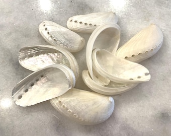 Pearl Abalone Shells 1.5-2" or 3-3.5", Sets of 10, Bulk seashells Coastal Crafting Supply