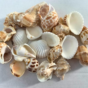 May include: A collection of various seashells in shades of white, tan, and brown. The shells vary in size and shape, including conch, scallop, and spiral forms. Some shells have speckled patterns, while others are smooth and pearly.