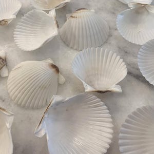 May include: A collection of white scallop shells with a ribbed texture. The shells are arranged on a light-colored surface, showcasing their natural beauty. Some shells have subtle brown markings.