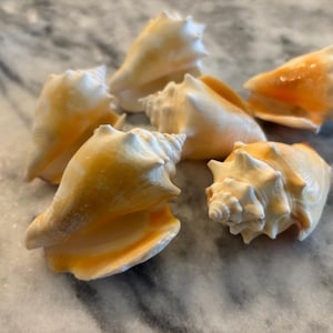 Fighting Haitian Conch 2 - 3 inches, Singles or Set of 3