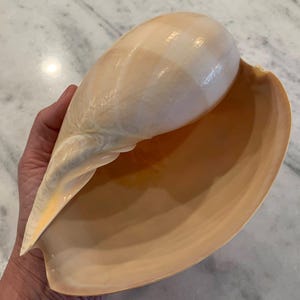 May include: A large, smooth, pale peach-colored seashell with a glossy finish. The shell features a curved, elongated shape with a wide, open aperture that reveals a lighter, solid cream-colored interior surface and a tapered, pointed end.
