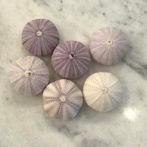 May include: A collection of seven sea urchin shells in shades of lavender and white. The shells have a radial pattern with small, evenly spaced bumps. The shells are arranged on a light-colored, marbled surface.