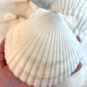 May include: A collection of white scallop shells featuring a fan-shaped design with prominent radial ridges and a scalloped edge. The shells have a smooth, matte texture with subtle beige and light brown markings along the curved outer surface.