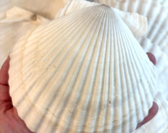 May include: A collection of white scallop shells featuring a fan-shaped design with prominent radial ridges and a scalloped edge. The shells have a smooth, matte texture with subtle beige and light brown markings along the curved outer surface.