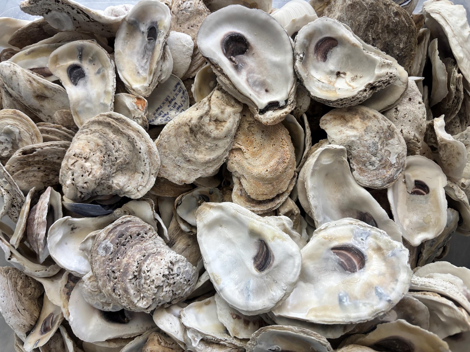 Oyster Shells, 2-4", Bleached & Clean Bulk Seashells - Etsy