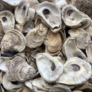 May include: A collection of oyster shells in various sizes and shades of white, gray, and brown. The shells have textured surfaces and dark, oval-shaped markings inside. Some shells are open, revealing the inner surfaces.