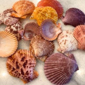 May include: A collection of various seashells in shades of orange, purple, brown, and cream. The shells have a fan-like shape with textured ridges, and some have speckled patterns. The arrangement is scattered, showcasing the natural beauty of the sea.