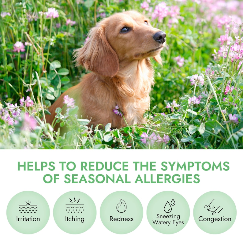 May include: A brown and white dachshund dog sitting in a field of pink flowers. The text "HELPS TO REDUCE THE SYMPTOMS OF SEASONAL ALLERGIES" is at the top of the image. Five icons are below the text, each with a different symptom of allergies: irritation, itching, redness, sneezing watery eyes, and congestion.