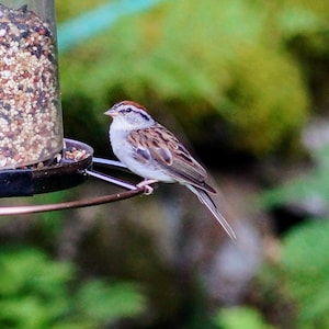 Chipping Sparrow Photo
