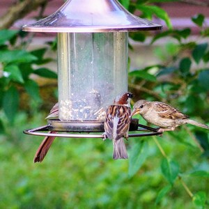 House Sparrow Photo