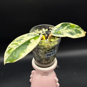 Madara Snow Angel Hoya - Etsy