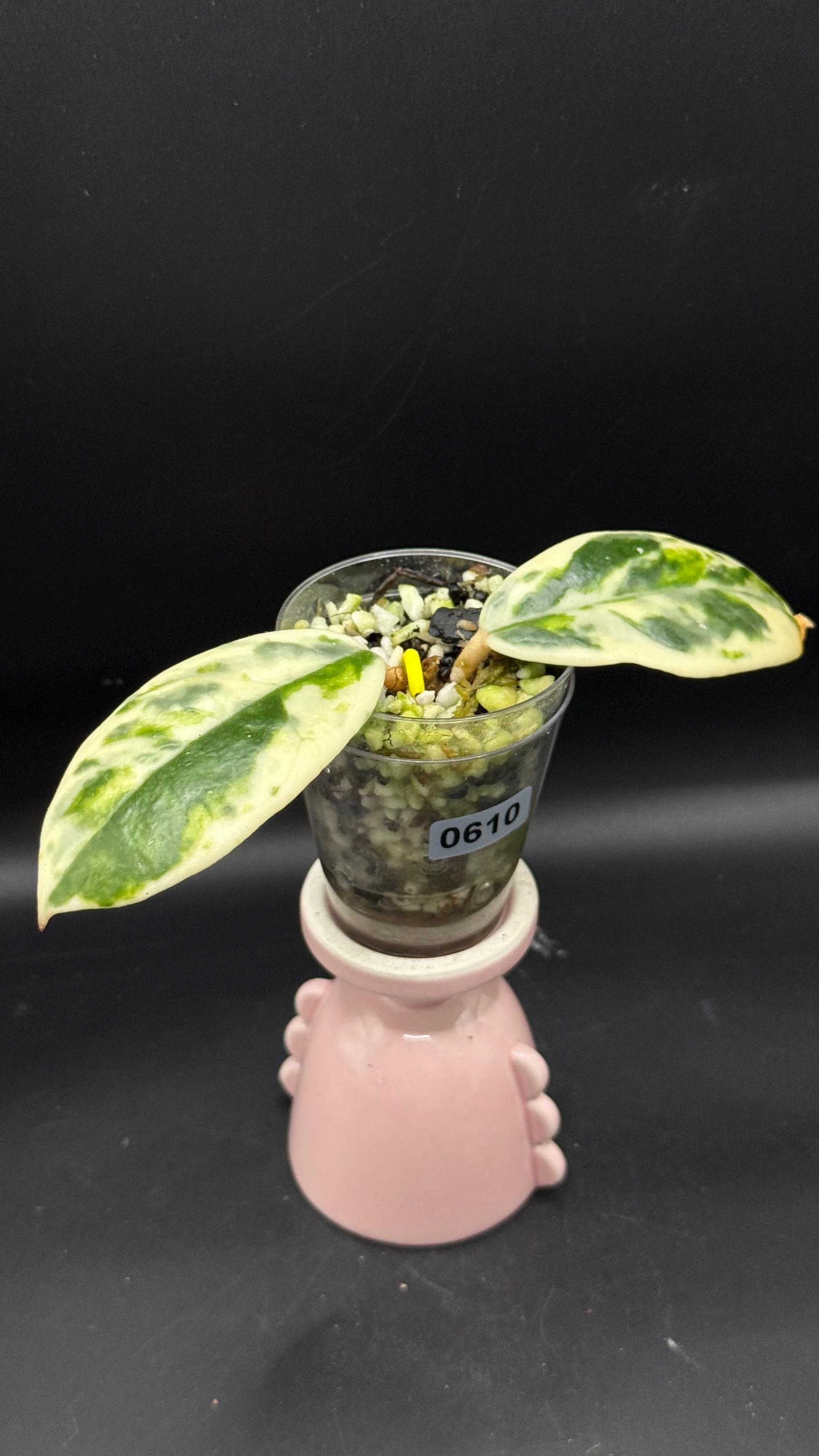 Hoya Madara Snow Angel - Etsy