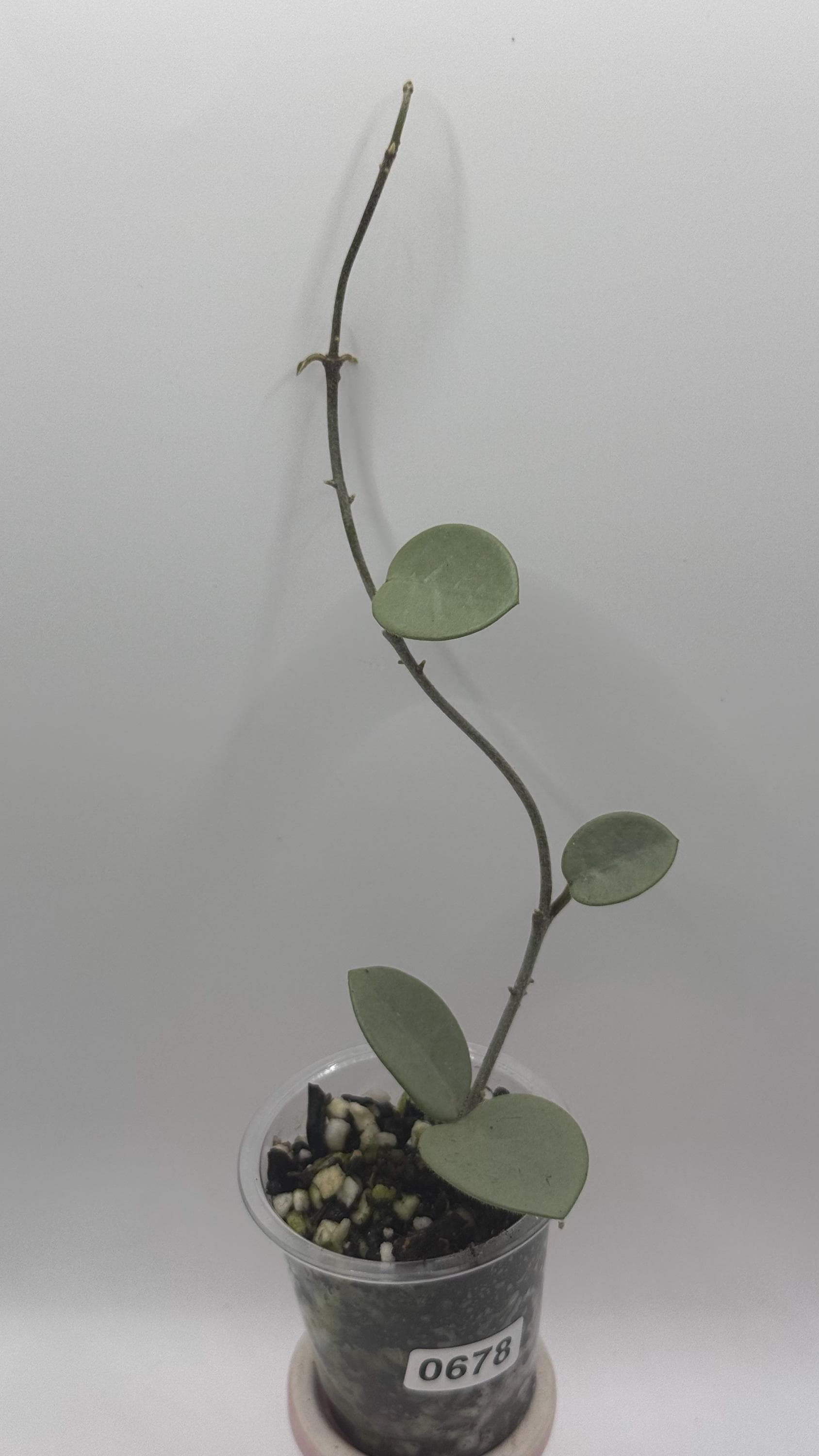 Hoya Grey Fairy - Etsy