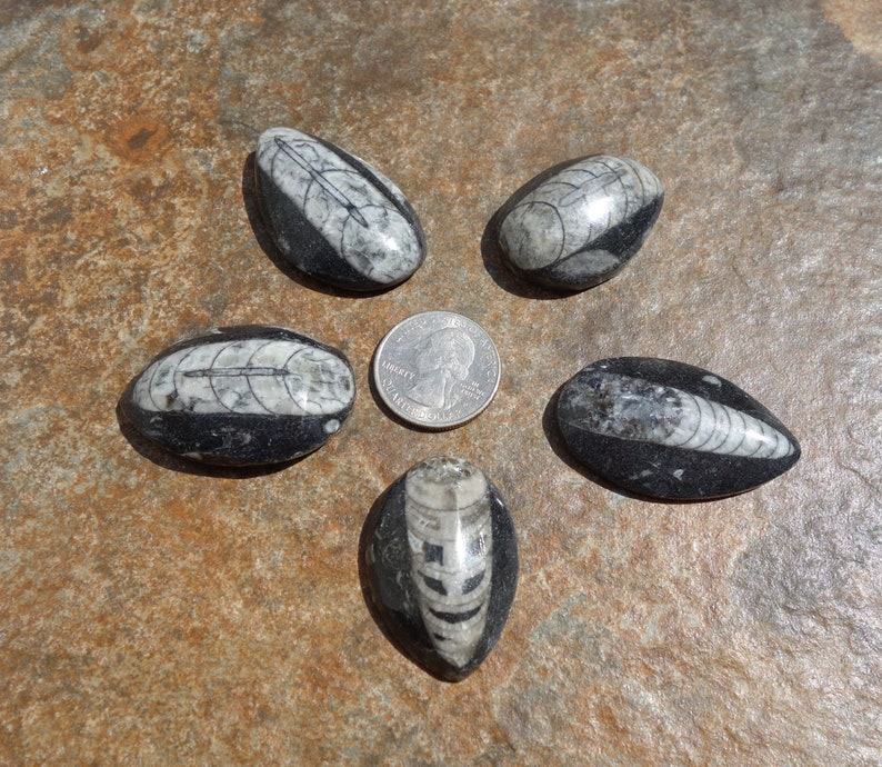 Orthoceras Fossil #1 ~ ONE small 1.5 Inch Genuine Orthoceras Fossil ~ Perfect for kids gift wire wrapping and rock collections!